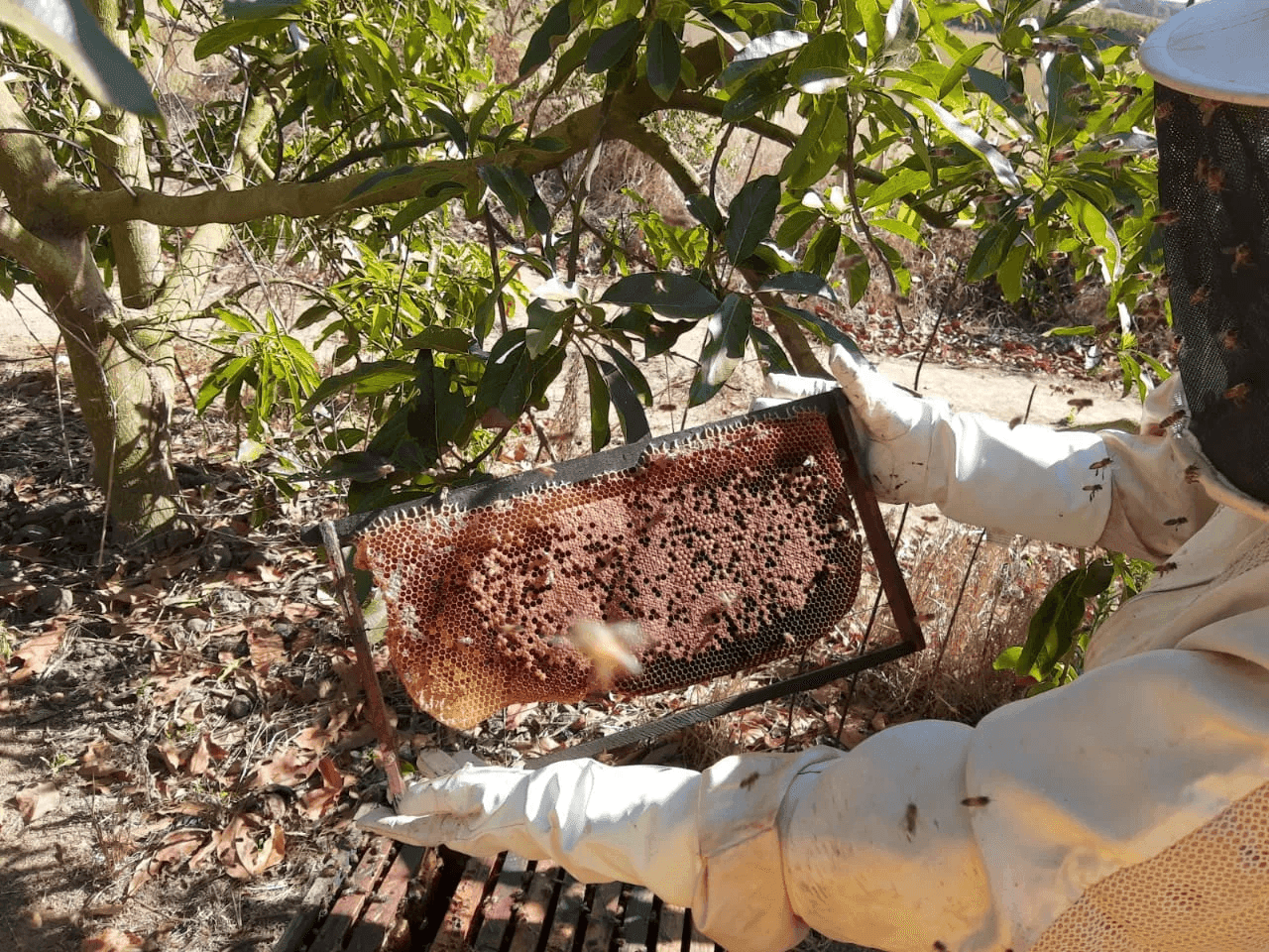 Criação de abelhas em lavoura de Abacate em Minas Gerais. Fonte: Reprodução/Agrobee