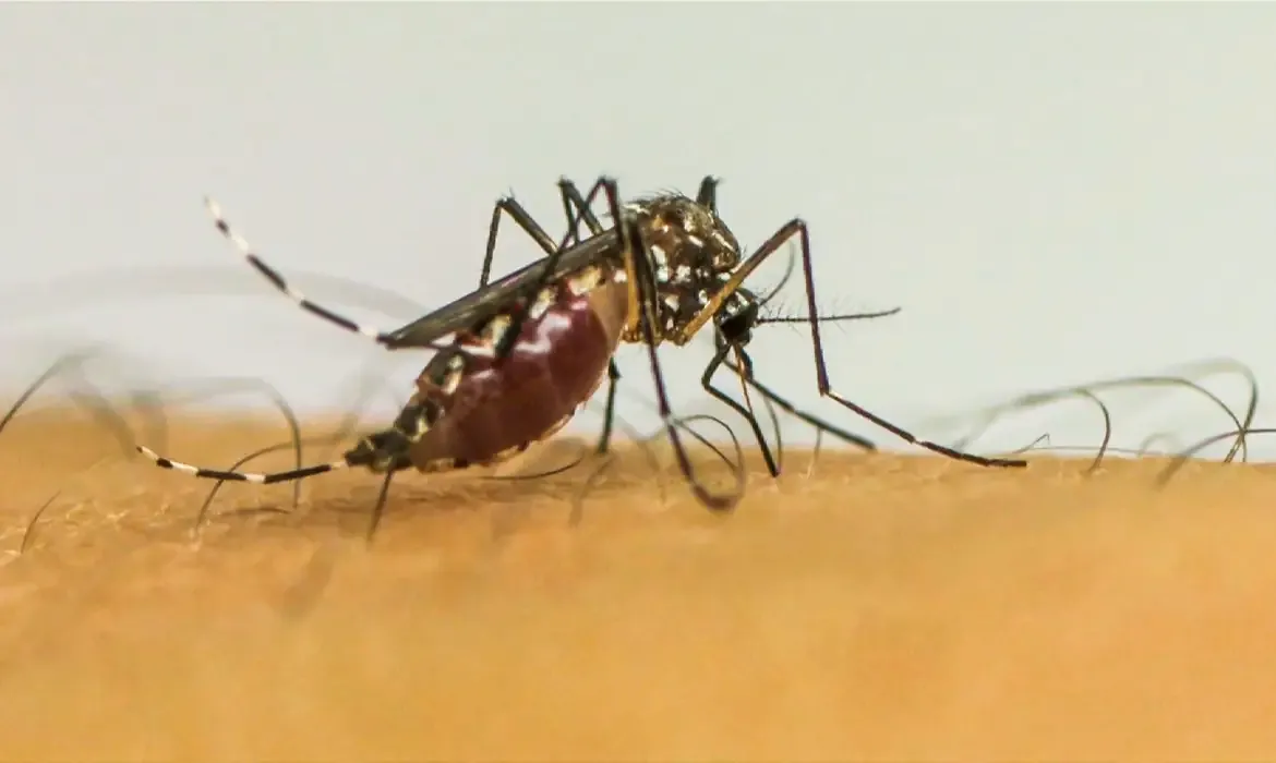 https://storage.googleapis.com/movimento_circular/strapi-v4/mosquito_da_dengue_3556a9f4bc/mosquito_da_dengue_3556a9f4bc.webp